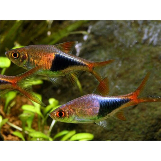 Rasbora Heteromorpha Black