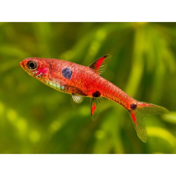Rasbora maculata