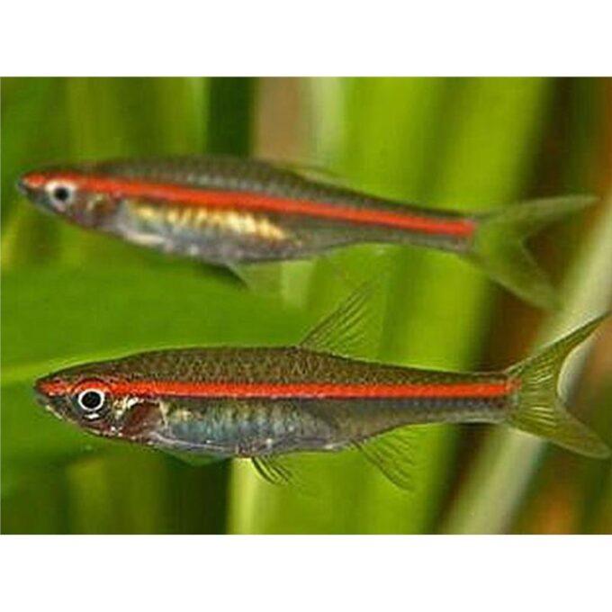 Rasbora pauciperforata