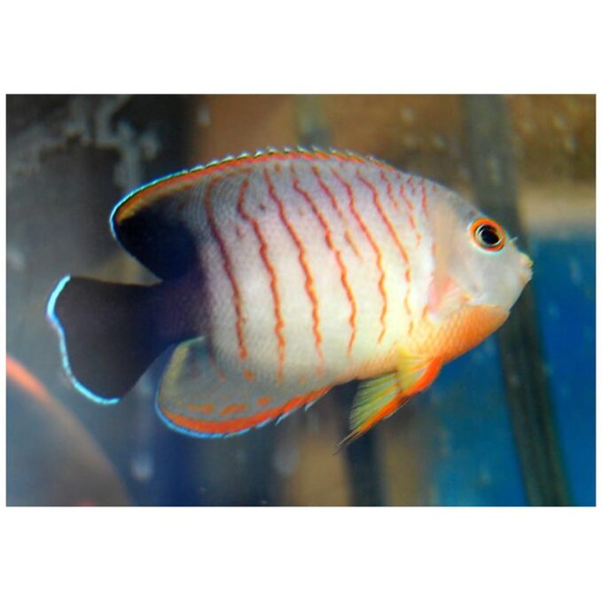 Red Stripe Angelfish (Centropyge eibli)