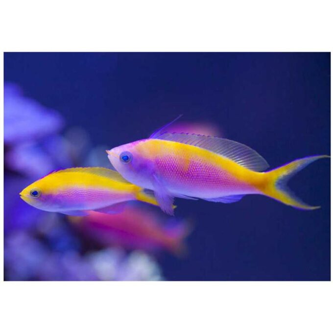 Regina Violet (Pseudanthias tuka)