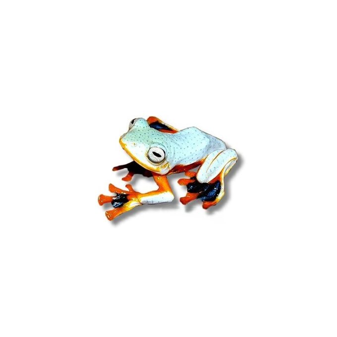 Rhacophorus reinwardtii Black-webbed Treefrog