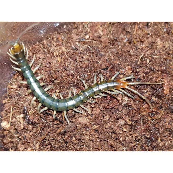 Rhysida longipes