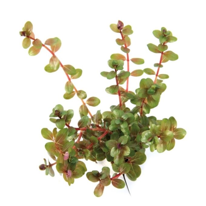 Rotala Rotundifolia 1 Rotala Rotundifolia
