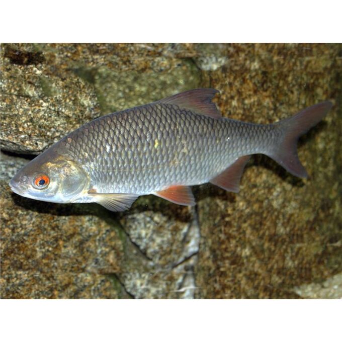 Rutilus rutilus