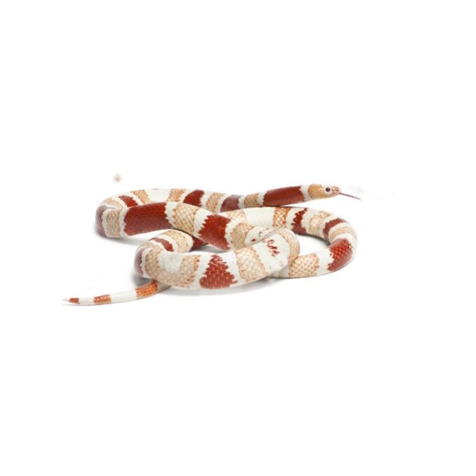 Sarpe de Lapte Honduras albino tangeri