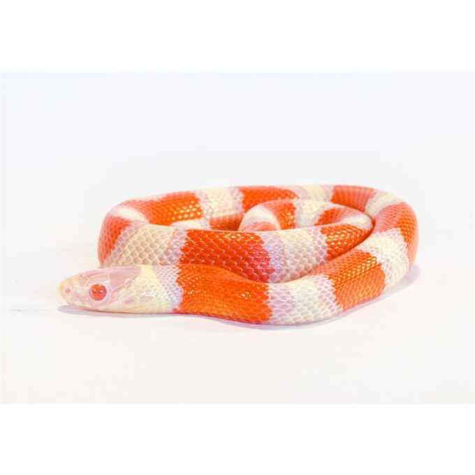Sarpe de Lapte Honduras albino