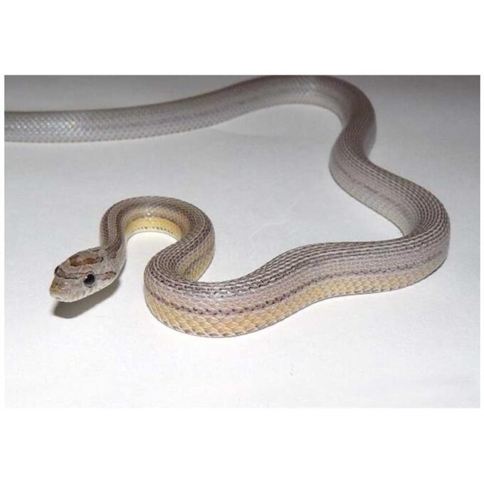 Sarpe de Porumb Motley striped anerythristic