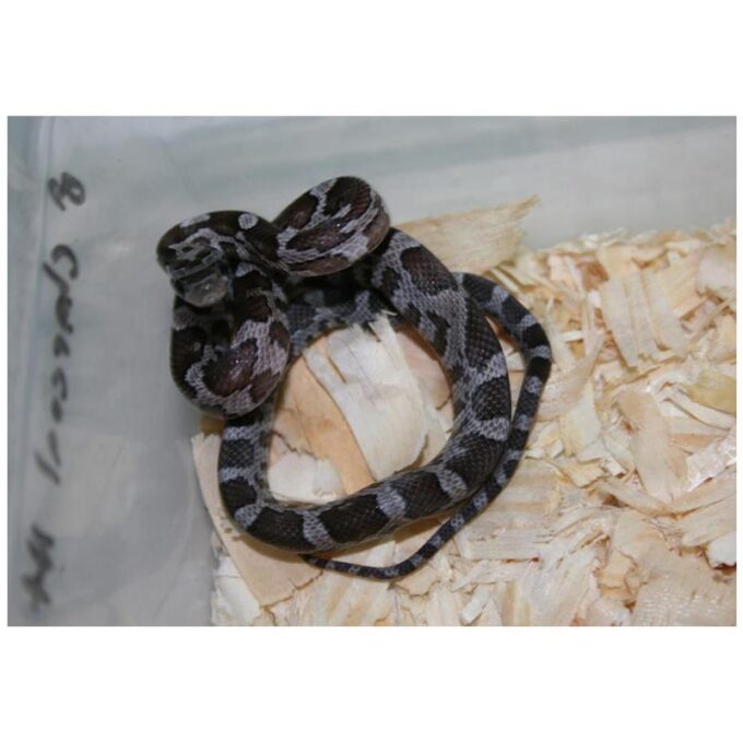 Sarpe Elaphe guttata charcoal (Sarpele carbune)