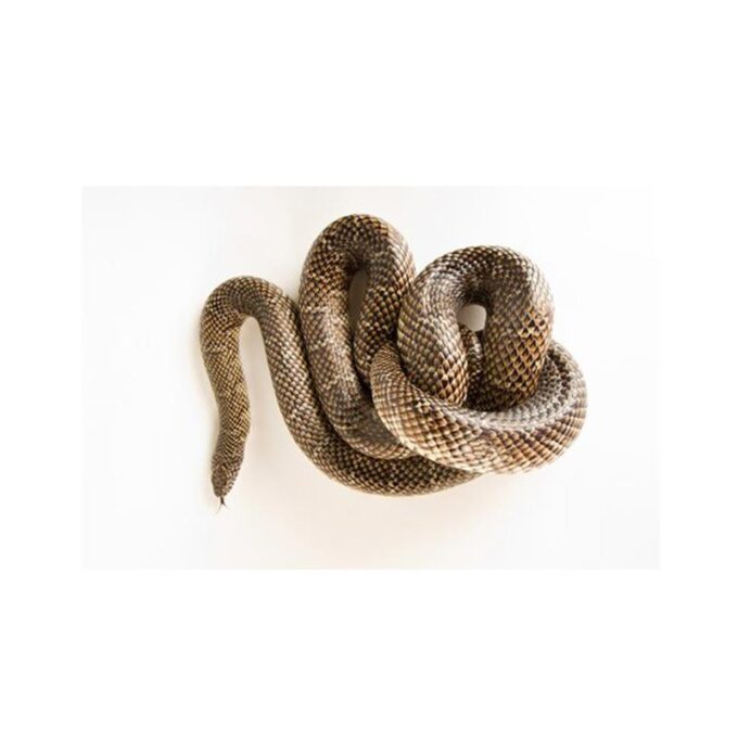 Sarpe Lampropeltis getulus floridana (Regal de Florida)