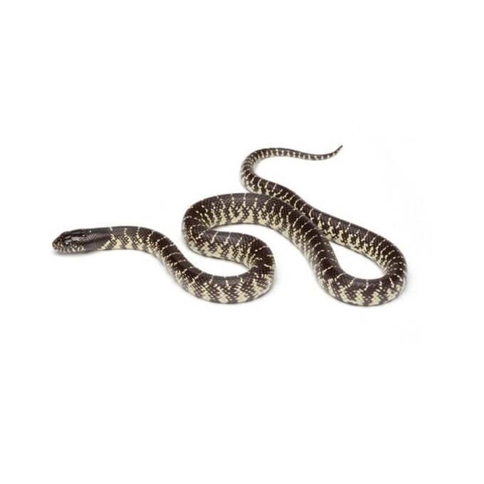 Sarpe Lampropeltis getulus splendida (Regal de Desert)