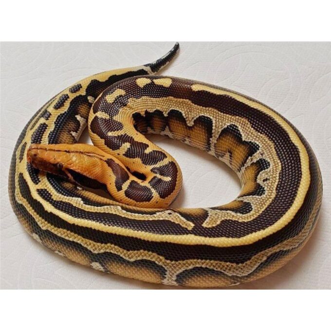 Sarpe Piton Python breitensteini (Borneo Python)