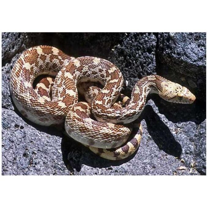 Sarpe popandau Sonoran het. albino