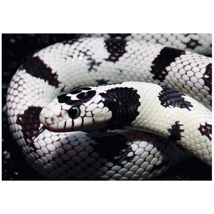 Sarpe Regal de California ?High White? patat