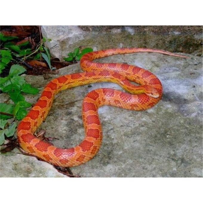 Sarpele de Porumb hypomelanistic