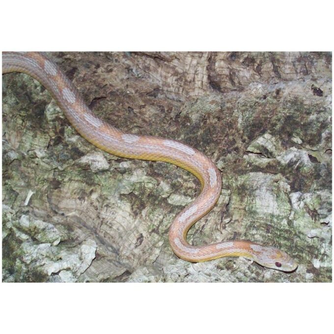 Sarpele de Porumb Motley albino