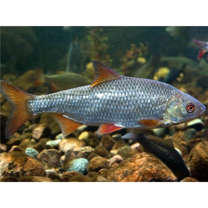 Scardinius erytropthalmus