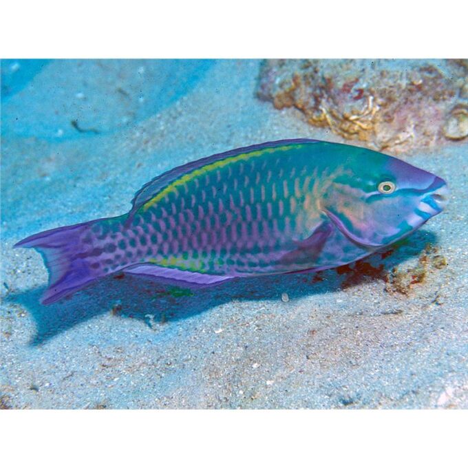 Scarus psittacus