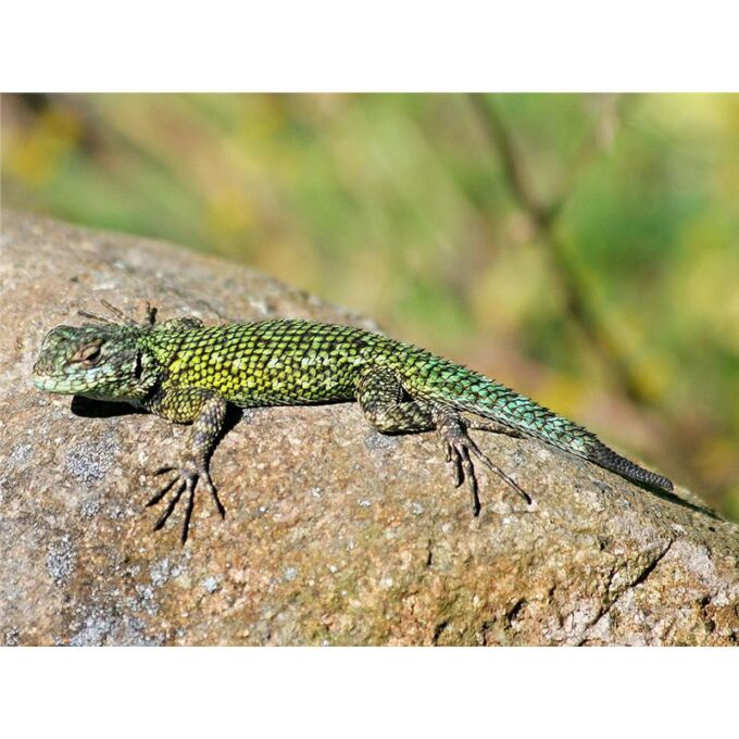 Sceloporus malachiticus