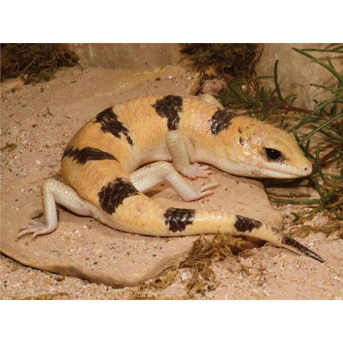 Scincopus fasciatus