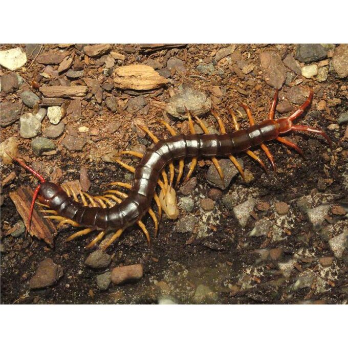 Scolopendra subspinipes