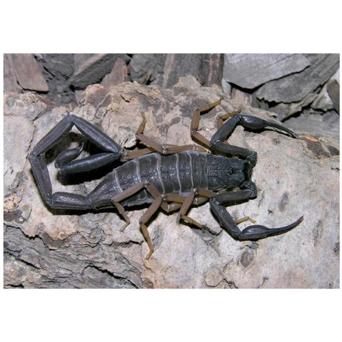 Scorpion Centruroides gracilis (Brown bark scorpion)