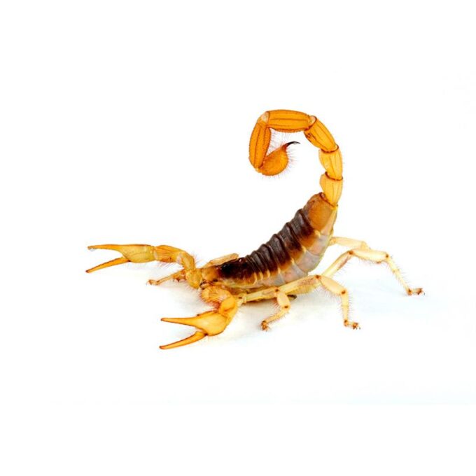 Scorpion Hadrurus arizonensis (Giant hairy scorpion)