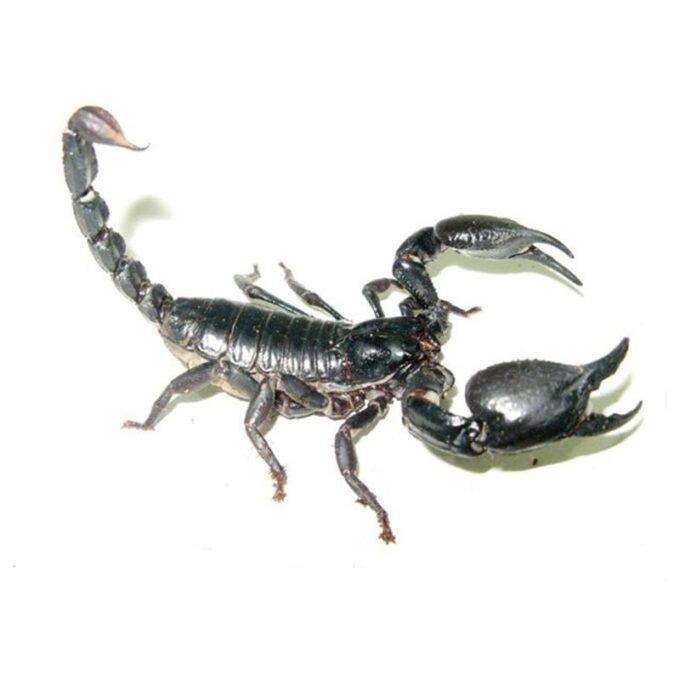 Scorpion Heterometrus petersii (Blue giant scorpion)