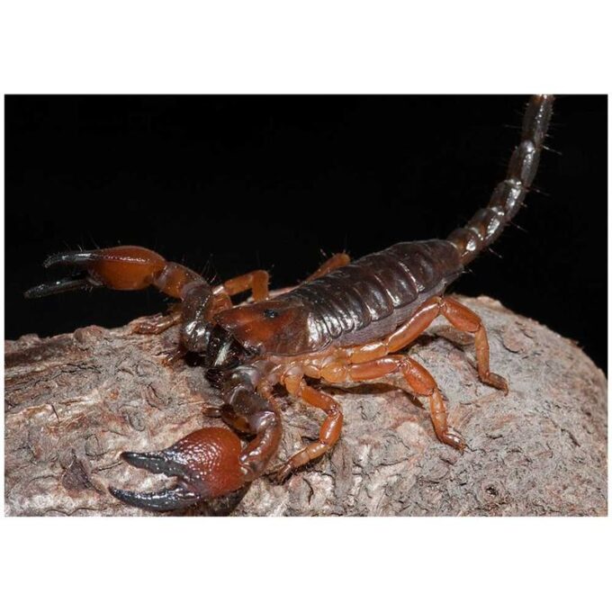 Scorpion Pandinus cavimanus (Tanzanian Red Clawed Scorpion)