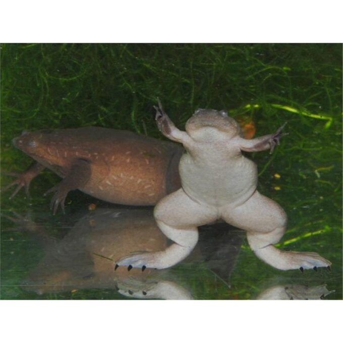 Silurana tropicalis Western clawed frog