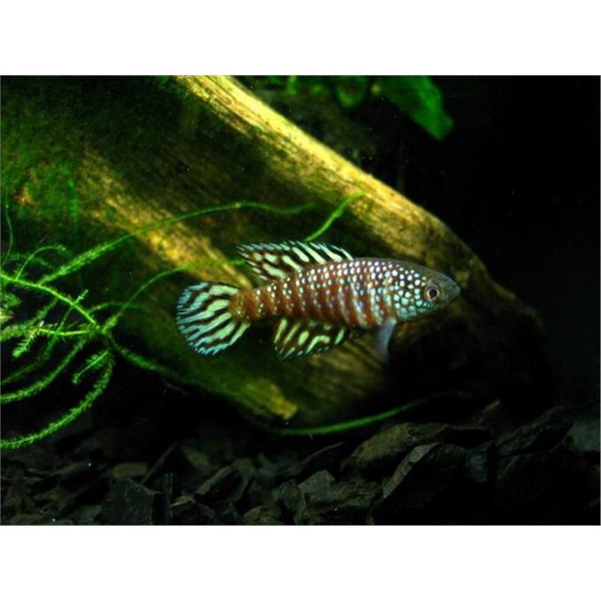 Simpsonichthys sp. urucuia