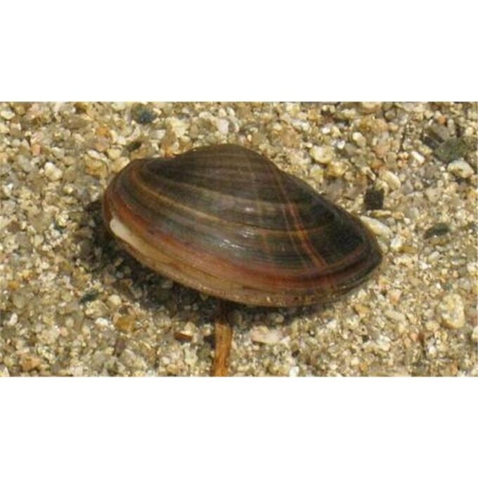 Sinanodonta woodiana