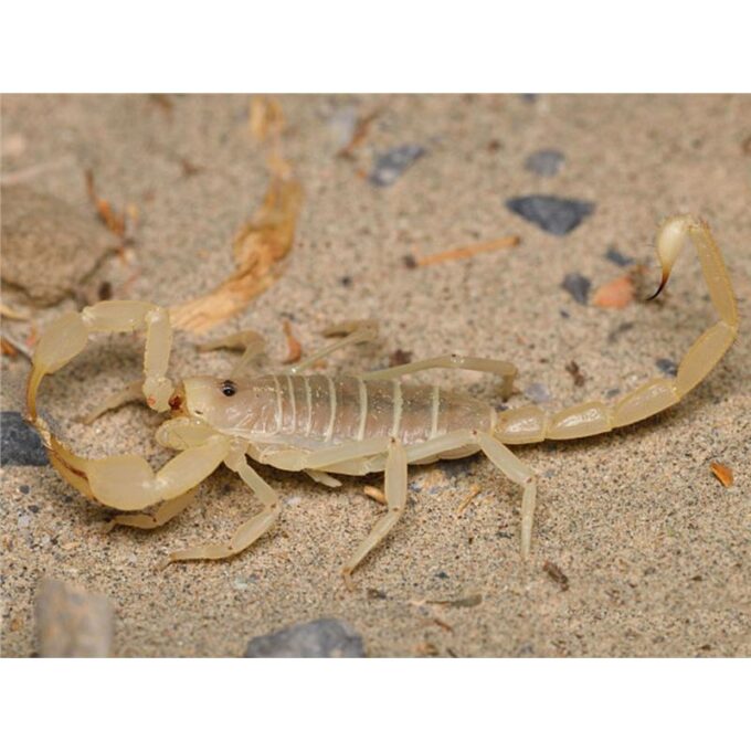 Smeringurus mesaensis