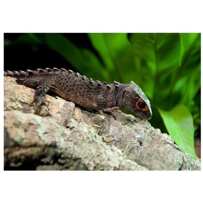 Soparla crocodil Red Eye (Tribolonotus gracilis) 1 Soparla crocodil Red Eye (Tribolonotus gracilis)