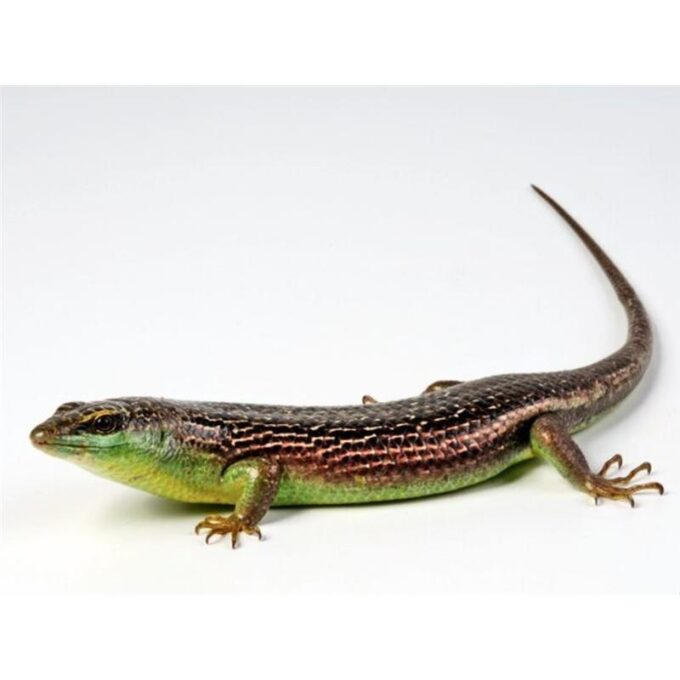 Soparla Dasia Olivacea (Olive Tree Skink)