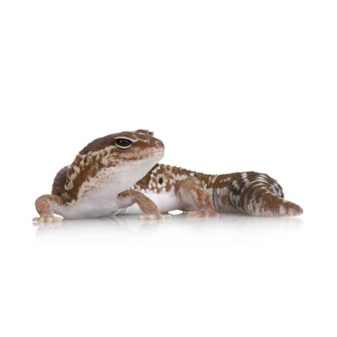 Soparla Gecko Hemitheconyx caudicinctus (Fat-tail Gecko)