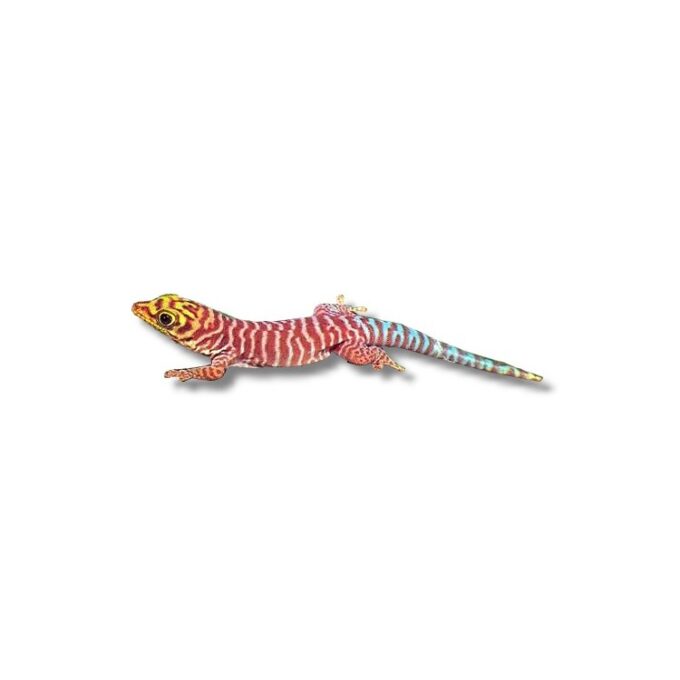 Soparla Gecko Phelsuma standingi (Banded day-gecko)