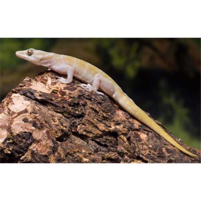 Soparla Gekko ulikovskii / badenii (Golden gecko vietnam)