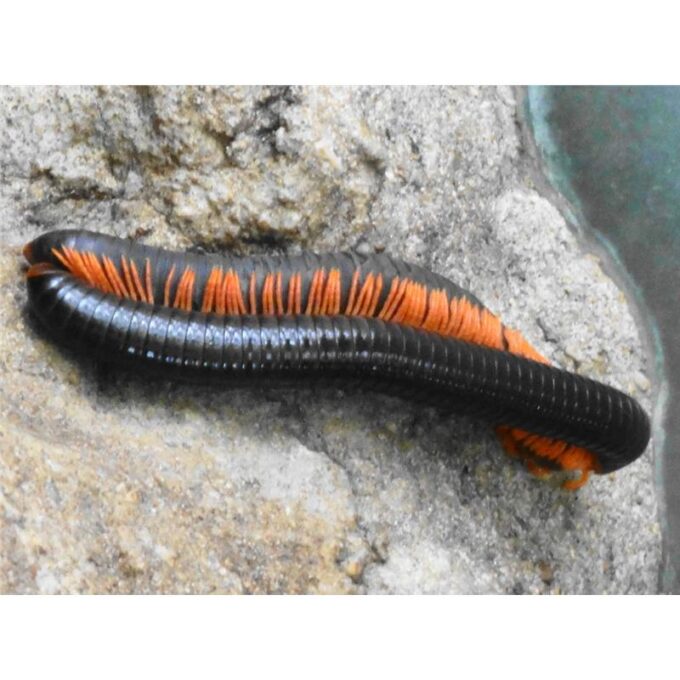 Spirostreptus giganteus