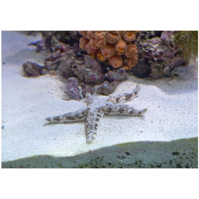 Stea de mare Archaster typicus