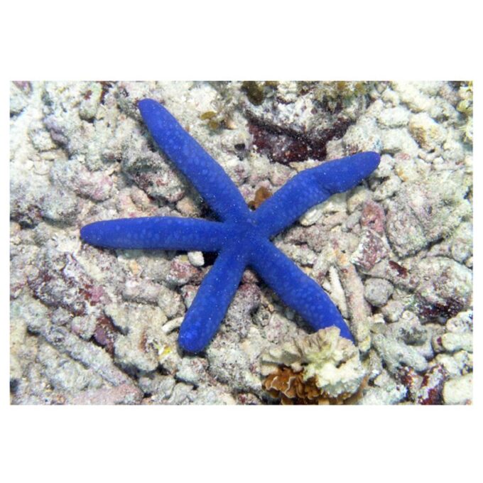 Stea de mare Linckia laevigata