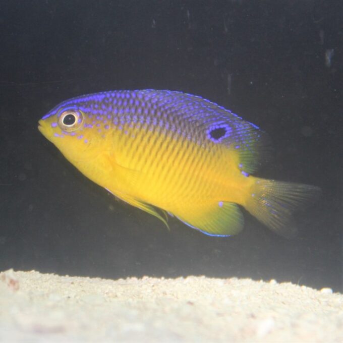 Stegastes leucostictus (beaugre gory)