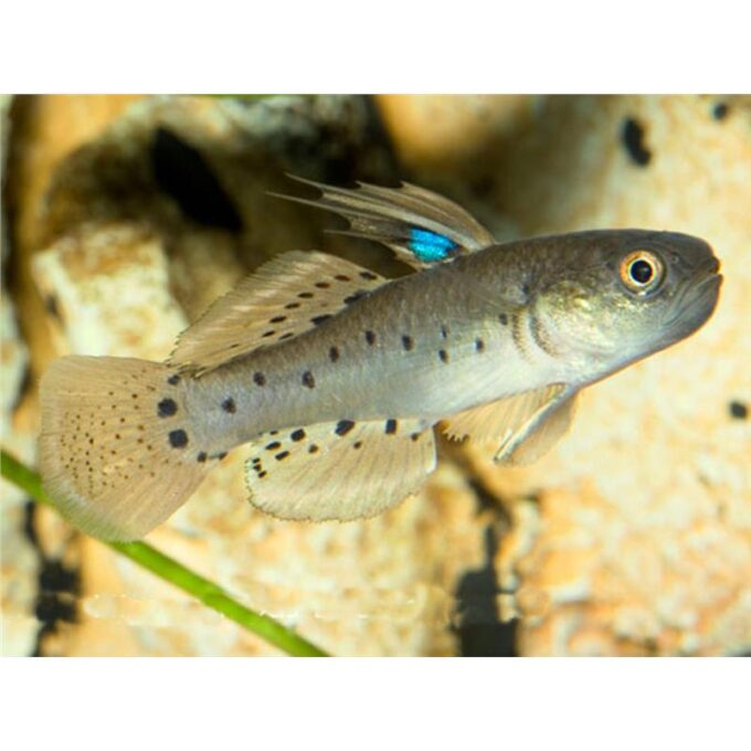 Stigmatogobius sadanundio 1 Stigmatogobius sadanundio