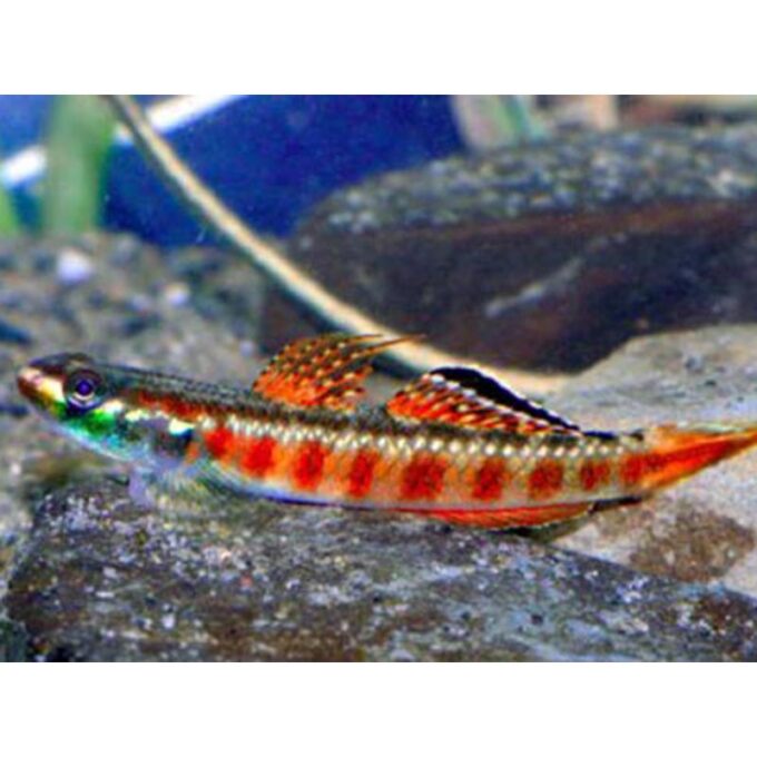 Stiphodon red neon sumatra goby