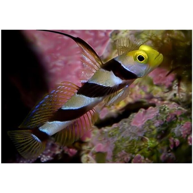 Stonogobiops nematodes (Black ray goby)