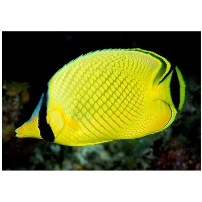 Sunburst butterflyfish (Chaetodon kleinii)