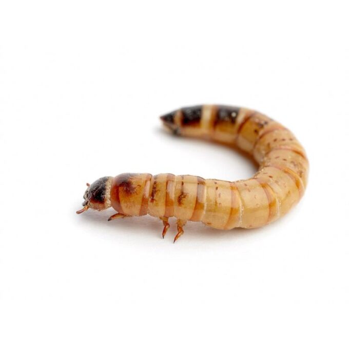 Superworms