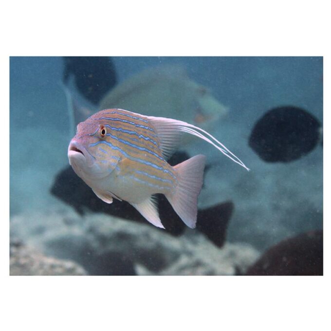 Symphorus nematophorus (Chinamanfish)
