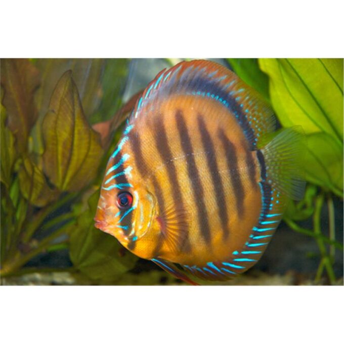 Symphysodon aeq. Guarida brown reddish