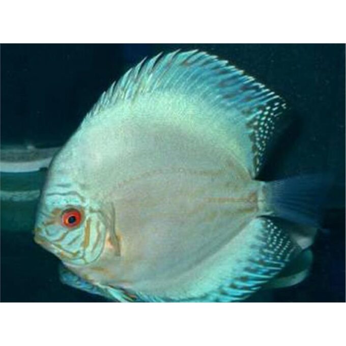 Symphysodon blue solid